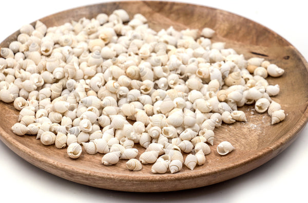White Tiny Whelk Conch Shells - 1 Kg